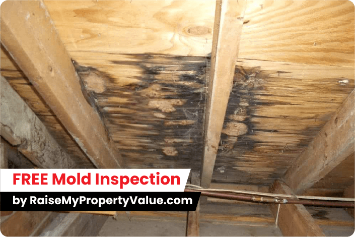 free mold inspection by raisemypropertyvalue